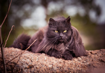 Фото бесплатно Нибелунг, черная кошка, азиатка