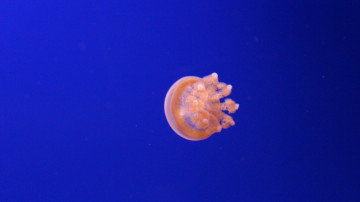 минимализм, прозрачная медуза на синем фоне, 3840х2160 4к обои