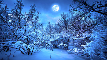8К обои, 7680x4320, зимняя ночь, луна, лес, деревья в снегу, зима, природа