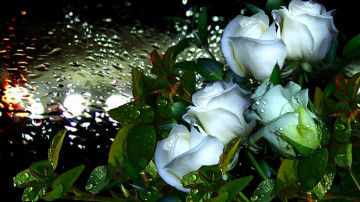 букет белых роз, цветы, дождь, ночь, брызги дождя на стекле