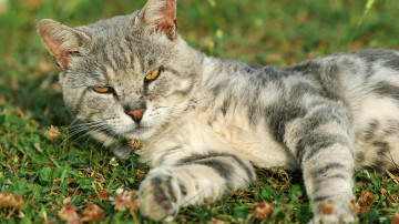 серый кот на траве, домашние животные, смешные и милые кошки