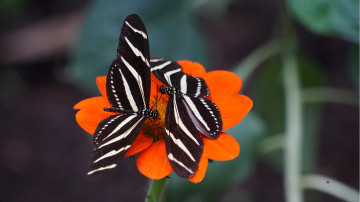 бабочки, цветок, насекомое, макро, 3840х2160 4к обои