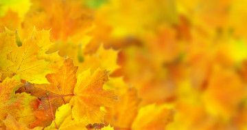 Обои на рабочий стол осень, жёлтые клиновые листья, макро