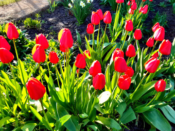алые тюльпаны, цветы, весна, май, тюльпаны, утро, клумба