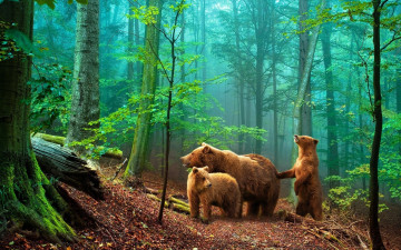 лес, природа, медведи, животные, Forest, nature, bears, animals