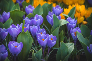 фиолетовые крокусы, цветы, весна