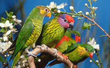 разноцветные попугаи на ветке, самые яркие птицы, красочные обои на рабочий стол, Colorful parrots on a branch, the brightest birds, colorful wallpaper on your desktop