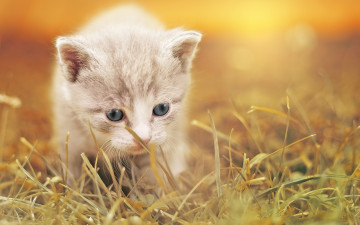 котенок в траве, домашние животные