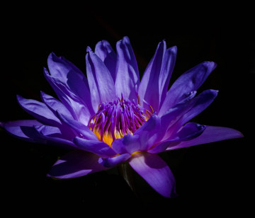 Цветок, водяная лилия, макро, фиолетовый цветок на чёрном фоне