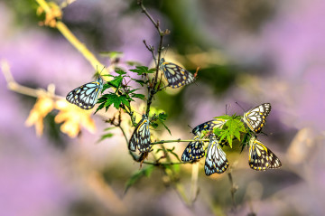 бабочки, насекомые, ветвь, широкоформатные обои