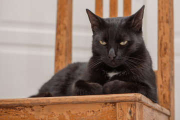 Фото бесплатно черная кошка на стуле, животные, кошки, отдых