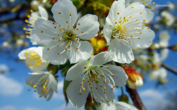 весна, цветы, цветущая вишня, макро, голубое небо, spring, flowers, cherry blossoms, macro, blue sky