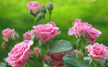 розовые розы, цветы, бутоны, скачать обои хорошего качества, Pink roses, flowers, buds, download wallpapers of good quality