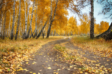 Фото бесплатно желтая листва, осень, опавшие листья, берёзы, дорога