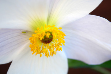 Фото бесплатно анемона, белый цветок, крупным планом, макро