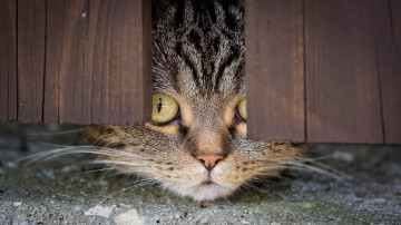 Кот подсматривает в щель забора, смешные коты, домашние животные