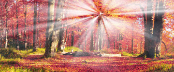 ultra hd 4k wallpaper, 3440х1440, лес, осень, красно-желтые листья, лучи солнца, фото, природа