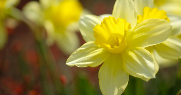 желтый нарцисс, цветок, весна, макро