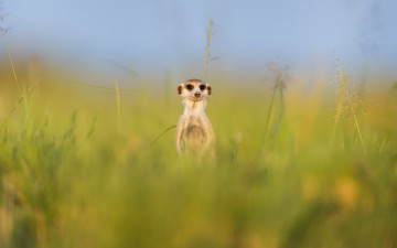 meerkat, animal, summer, greens, grass, blur, funny animals, mammal, сурикат, животное, лето, зелень, трава, размытость, смешные животные, млекопитающее