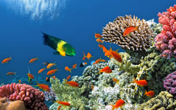 подводный мир, кораллы, рыбки, Красное море, дайвинг, underwater world, corals, fish, Red Sea, diving