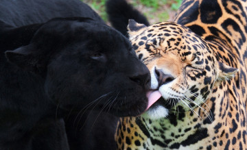 Фото бесплатно дикая природа, большие кошки, зоопарк, гепард лижет пантеру