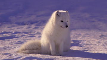 arctic fox, полярная лисица, песец, животные