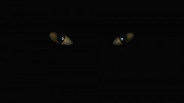 глаза кошки в темноте, черный фон, животные