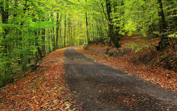 Фото бесплатно листва, лес, зелёный, природа