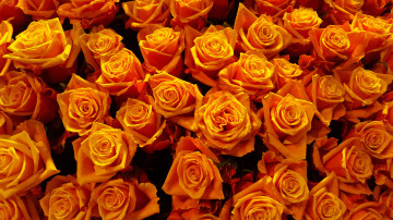 оранжевые розы, огромный букет, бутоны, цветы