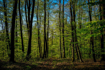 Фото бесплатно зеленая листва, природа, лес, лето
