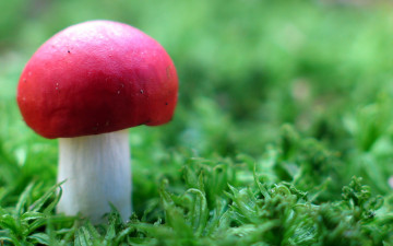 гриб сыроежка, с красной шапкой на ножке, макро, трава, Mushroom russula, with red cap on leg, macro, grass