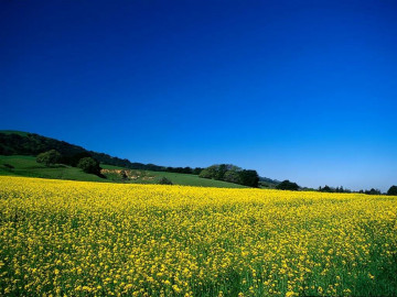 природа, прекрасный пейзаж, лето, желтое поле, голубое небо, nature, beautiful scenery, summer, yellow field, blue sky