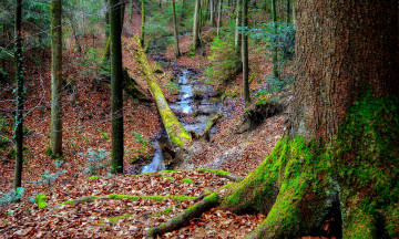 осень, речка в лесу, сухие листья, деревья