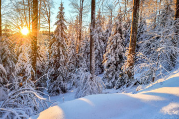 Фото бесплатно деревья, снег в лесу, лучи солнца, зимний день