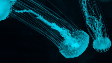 медузы на дне океана, глубина, омут, макро, 3840х2160 4к обои