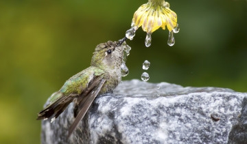 колибри, птичка, пьет воду, капли, цветок, камень, обои, Hummingbird, drinking water, drops, flower, stone, wallpaper