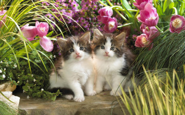 милые пушистые котята в цветах