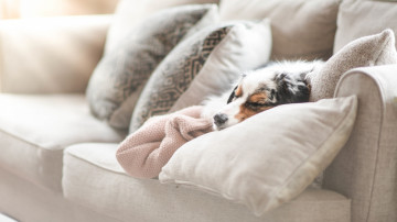 собака в подушках на диване, 3840х2160, 4к обои скачать