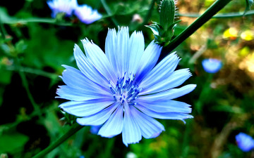 цветок, цикорий, макро, лето, голубой цветок, размытый фон, 3840х2400, 4к обои