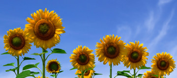 желтые подсолнухи, голубое небо, цветы, лето, природа, обои для   Apple iPhone