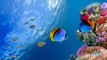 8К обои, высокое качество съемки, подводный мир, рыбки, водоросли, кораллы