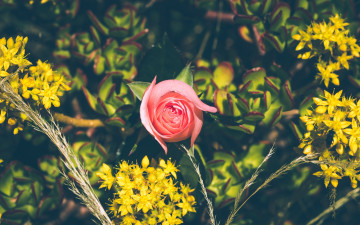 Фото бесплатно розовая роза, листья, лепестки