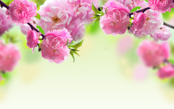 цветущая веточка сакуры, весна, природа, цветы, чудесные обои скачать, Blossoming cherry twig, spring, nature, flowers, wonderful wallpaper download