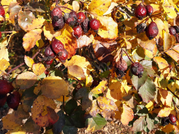 осень, куст шиповника с ягодами, сушенные ягоды, желтые листья, 4к обои, 4600х3450