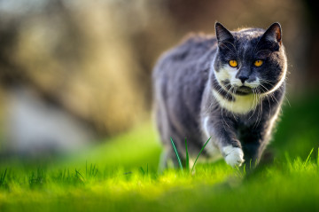 огромный кот, трава, размытый фон, домашние животные, кот