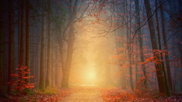 Фото бесплатно осень, тропа, живопись, природа, туман