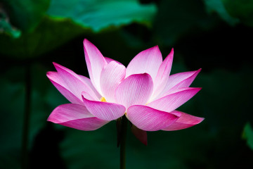 Фото бесплатно цветок лотоса, цветы, розовый