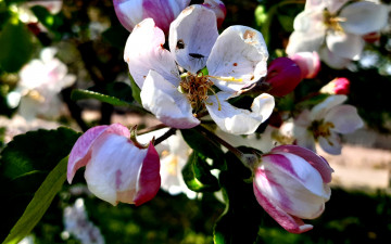 цветущая яблоня, ветки, цветы, дерево, яблоня, май, весна, макро, 3840х2400, 4к обои