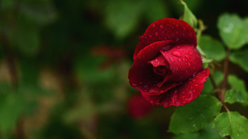 3840х2160 4К обои, бутон темно-красной розы в каплях росы