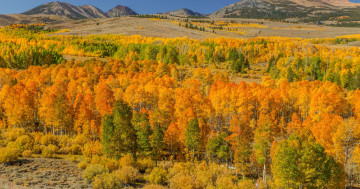 США, Калифорния, осень, деревья, вид с высоты, пейзаж